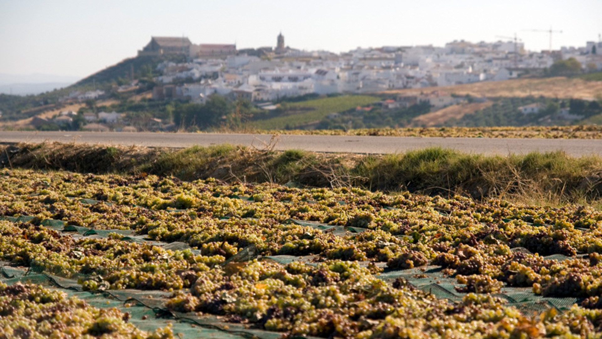 Bodegas Cruz Conde Montilla